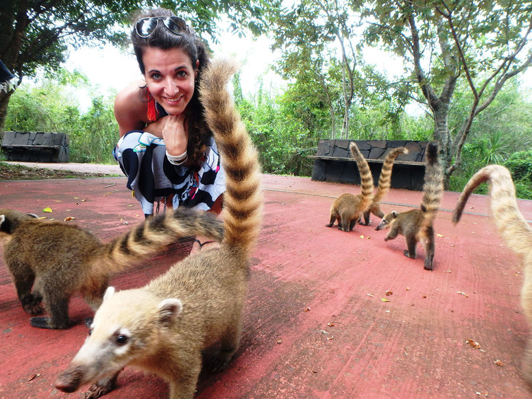 Všude přítomní nosálci v čele s hlavním vedoucím patřící neodmyslitelně k hlavním atrakcím vodopádů Iguazú.