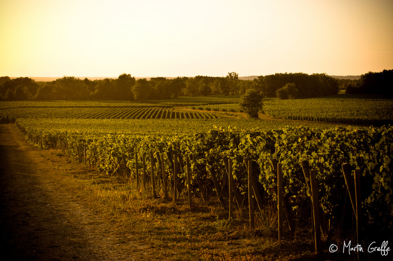 Vinice v regionu Bordeaux